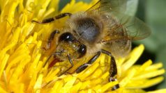 Délka sosáku včely se pohybuje od 5,9 do 6,9 mm a podle toho mohou různé včely využívat i různé zdroje nektaru.