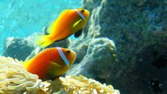 Klauni, korálové ryby (Amphiprion nigripes)