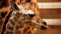 Malá žirafa Rothschildova