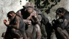 Rodinka šimpanzů, ilustrační foto
