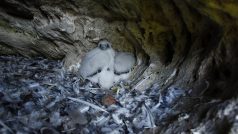 Mláďata sokola stěhovavého ve svém hnízdě