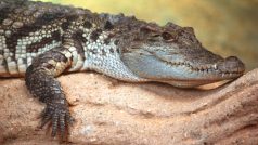 Krokodýl siamský