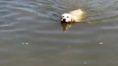 plavající pes v rybníku