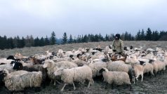 Převádění ovcí přes Brdy