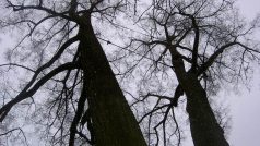 Vzrostlé stromy ohrožují pacienty. Domov ve Zboží, ústav sociální péče