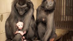 Mládě makaka chocholatého