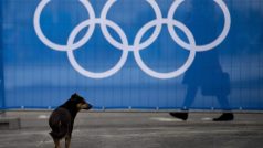 Toulavý pes v v dějišti zimních olympijských her v ruském Soči