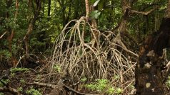 Neprostupné mangrovové porosty na Borneu