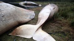 Těla mrtvých velryb v zálivu Caleta Buena na jihu Chile