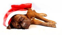 pes, ležící, vánoce, svátky, obleček zvířete
