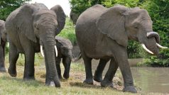Sloni v Krugerově národním parku v Jihoafrické republice