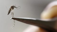 Komár egyptský (Aedes Aegypti), přenašeč viru zika