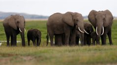 Jak zabránit vyhubení slonů v Africe bude řešit summit v Keni