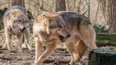 Vlci se vracejí do volné přírody. Na Šumavu i na sever Čech