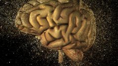 Lidský mozek (ilustrační foto)