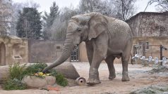 Ve dvorské zoo uhynul samec slona afrického Kito