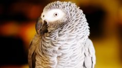 Šedý papoušek