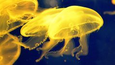 I třeba medúzám pomáhá při pohybu podtlak a sání vody (ilustrační foto)