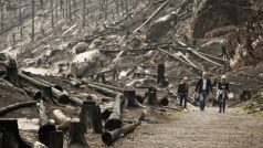 České Švýcarsko několik měsíců po požáru