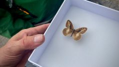 Ochránci přírody vracejí ohroženého motýla okáče skalního do Českého středohoří