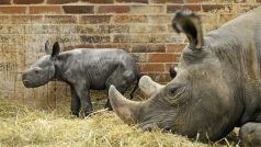 V safari parku se narodil kriticky ohrožený nosorožec černý neboli dvourohý východní