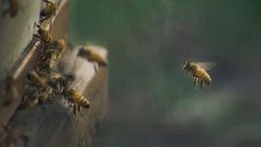 Včely. Ilustrační foto