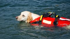 Pes vodní záchranář