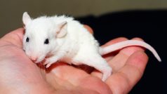Laboratorní potkan (ilustrační snímek)