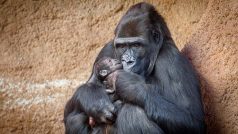 Mládě gorily v náručí matky Duni