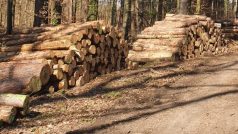 V tuzemských lesích dochází odpadní dřevo, které je vhodné k energetickému využití (ilustrační foto)