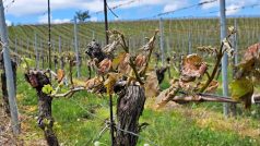 V celé české oblasti, dá se říci plošně od ústeckých poloh přes Mělník po Kutnohorsko, bylo zničeno více než 95 procent vinic, popisuje šéf svazu vinařů