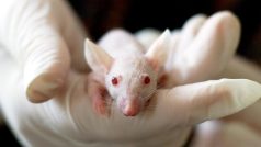 Devadesát osm procent myších genů se podobá genům člověka. I proto se myš už mnoho desítek let používá k vědeckým účelům