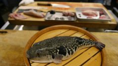Příprava ryby fugu