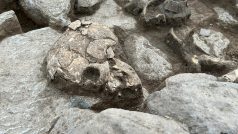 Archeologové u Lovosic našli pravěké sídliště i bohatě vybavené hroby