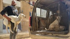 Dobrovolníci odchytli několik krásných, světle béžových psů zdejší egyptské pouští rasy