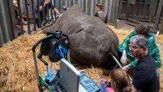 Mezinárodnímu týmu vědců se podařilo v německém Serengeti Parku Hodenhagen odebrat samici nosorožce bílého jižního 12 vajíček