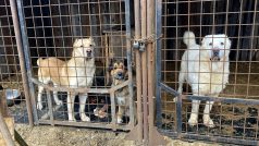 Opuštění psi u Českých Hamrů