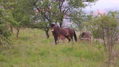 První dvě hříbata exmoorských poníků se narodila v polovině dubna