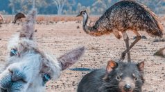 V Austrálii žije mnoho zvláštních zvířat