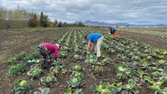 DobroPolníci na Litoměřicku sbírají nechtěnou zeleninu