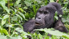 Gorila nížinná v džungli