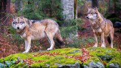 Vlci v Bavorském lese (ilustrační foto)