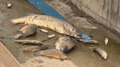V řece Bílině hromadně uhynuly ryby