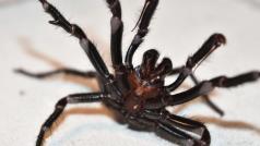 Pavouk, který svou kořist chytá do trychtýřovitých sítí, patří k nejnebezpečnějším zvířatům na světě.