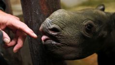 Nosorožec dvourohý (archivní foto)