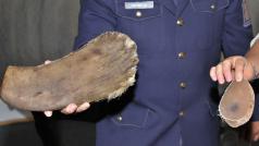 Zhruba tříkilový roh zesnulé samice Nabire a další menší vzorek nosorožčí rohoviny zapůjčené celníkům