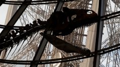 Kostra dinosaura je podle vědců starý 150 milionů let. Nový majitel jej v červnu v Paříži koupil za téměř 2,4 milionu dolarů