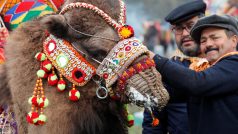 V Turecku sahá kultura velbloudů až do epochy Yörüků, nomádského kmene, který který byl dědicem starých seldžuckých válečníků