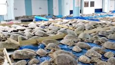 Dobrovolníci v Texasu zachraňují před mrazy tisíce ohrožených mořských želv
