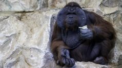 Samec orangutana bornejského jménem Batu, který se narodil v Česku v zoologické zahradě ve Dvoře Králové v roce 1999